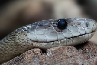 Nejrychlejší had světa disponuje extrémně silným jedem. Mamba černá je dokonalým zabijákem - Médium.cz
